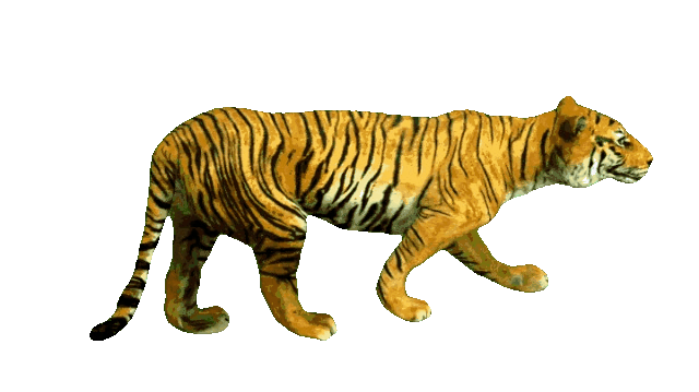 walking tiger